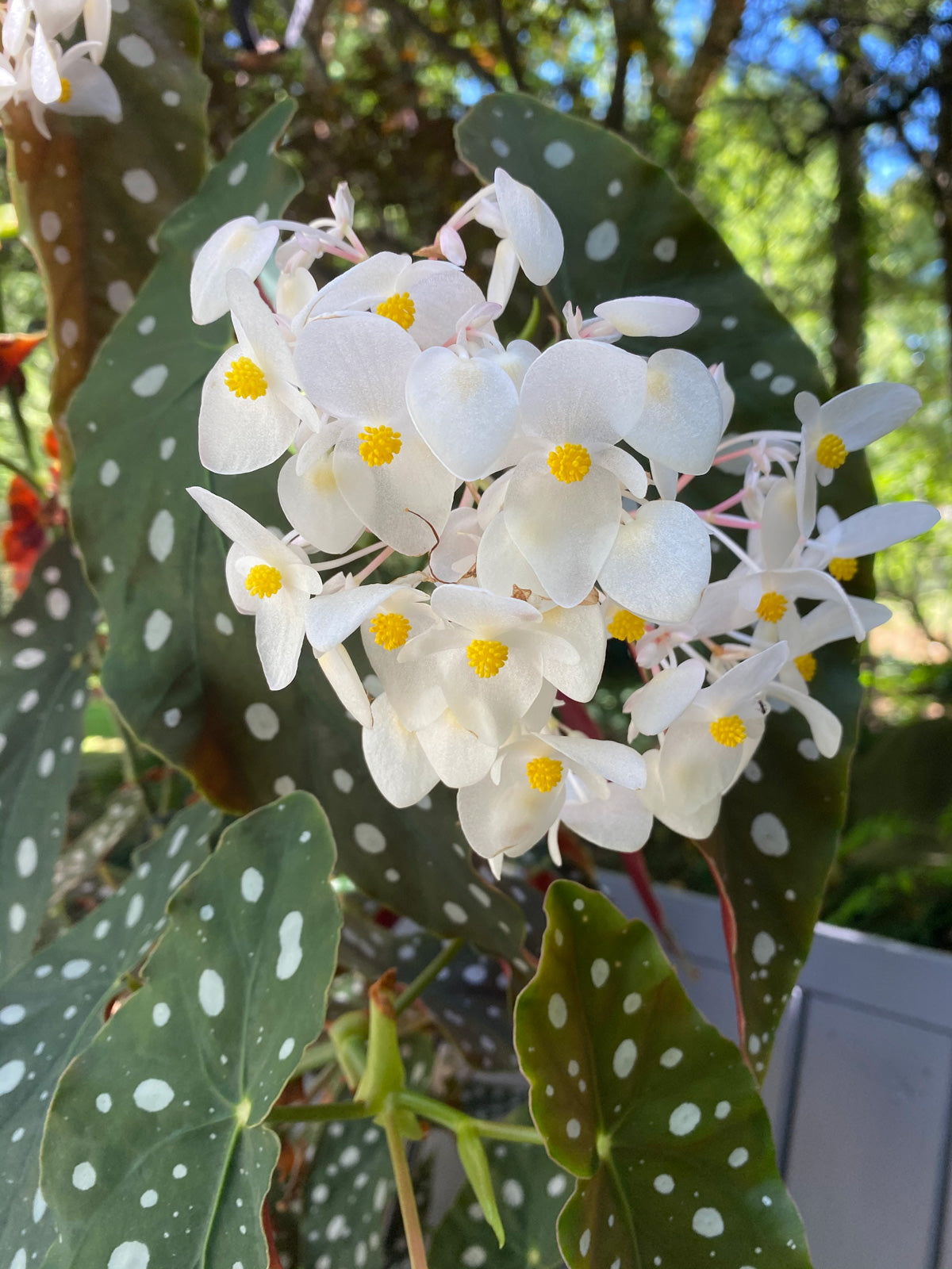 4” Angel Wing Begonia | Trailing Indoor Plant | Easy Care Houseplant