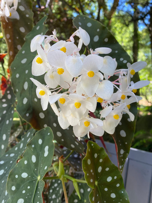 4” Angel Wing Begonia | Trailing Indoor Plant | Easy Care Houseplant