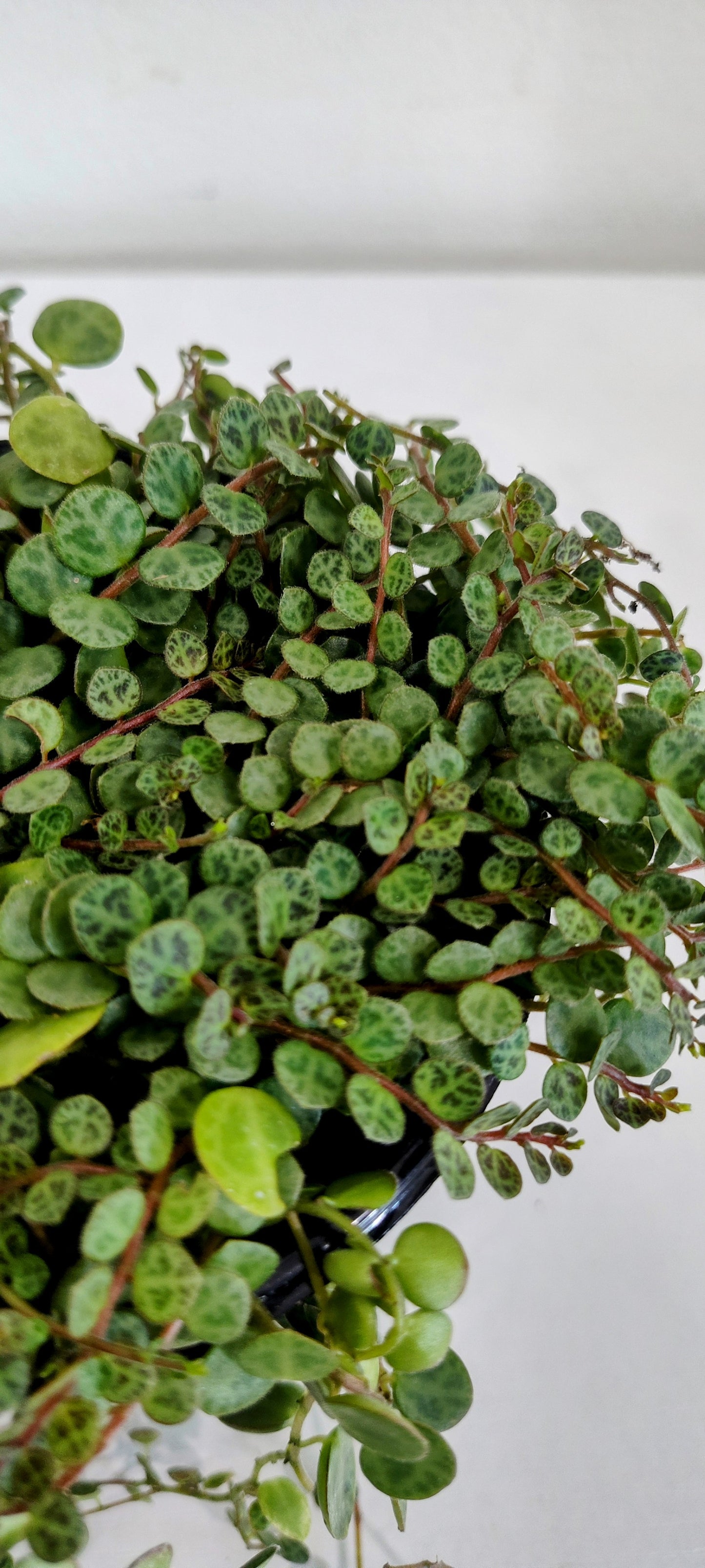 4” String of Turtles | Rare Peperomia Prostrata | Indoor Trailing Plant