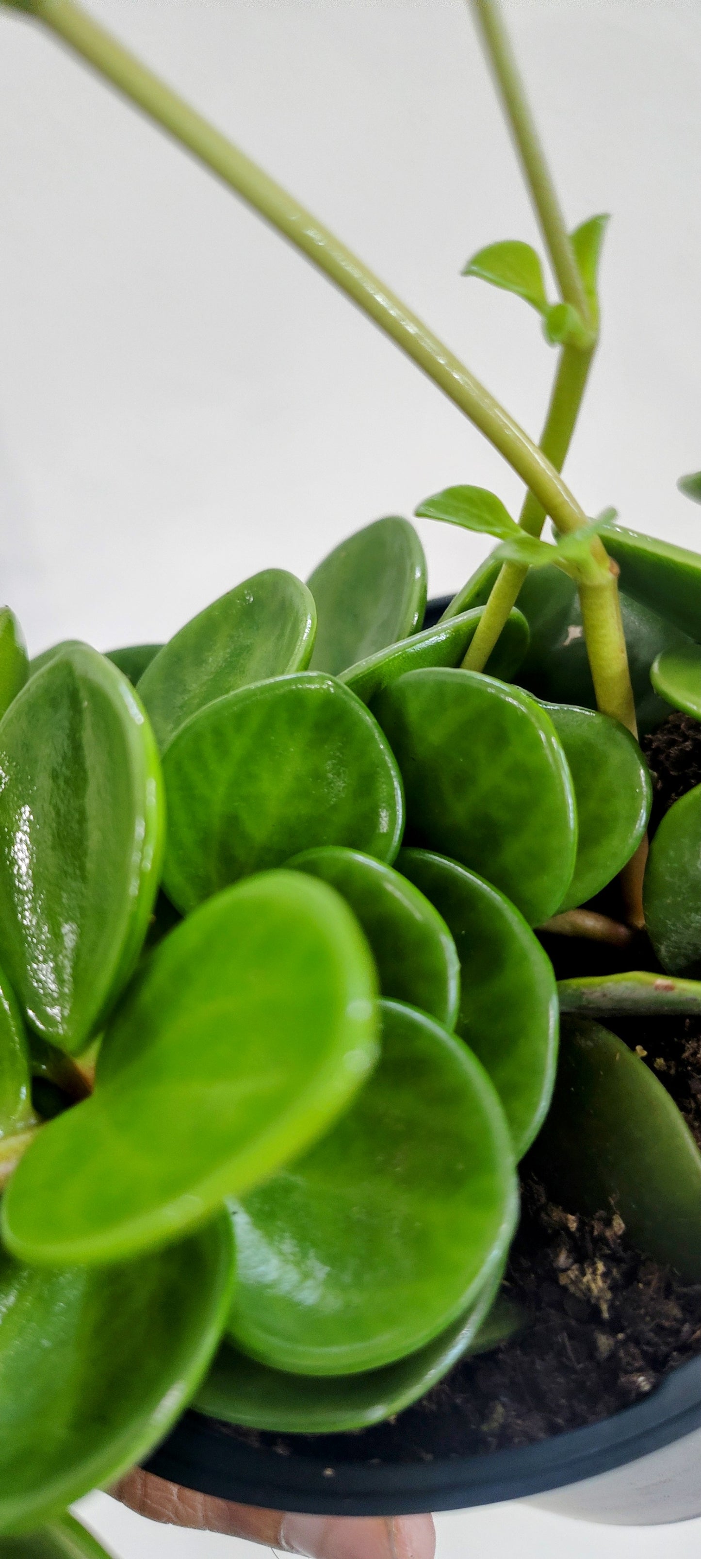 4” Peperomia Hope | Easy Care Succulent-Like Houseplant | Trailing Indoor Plant
