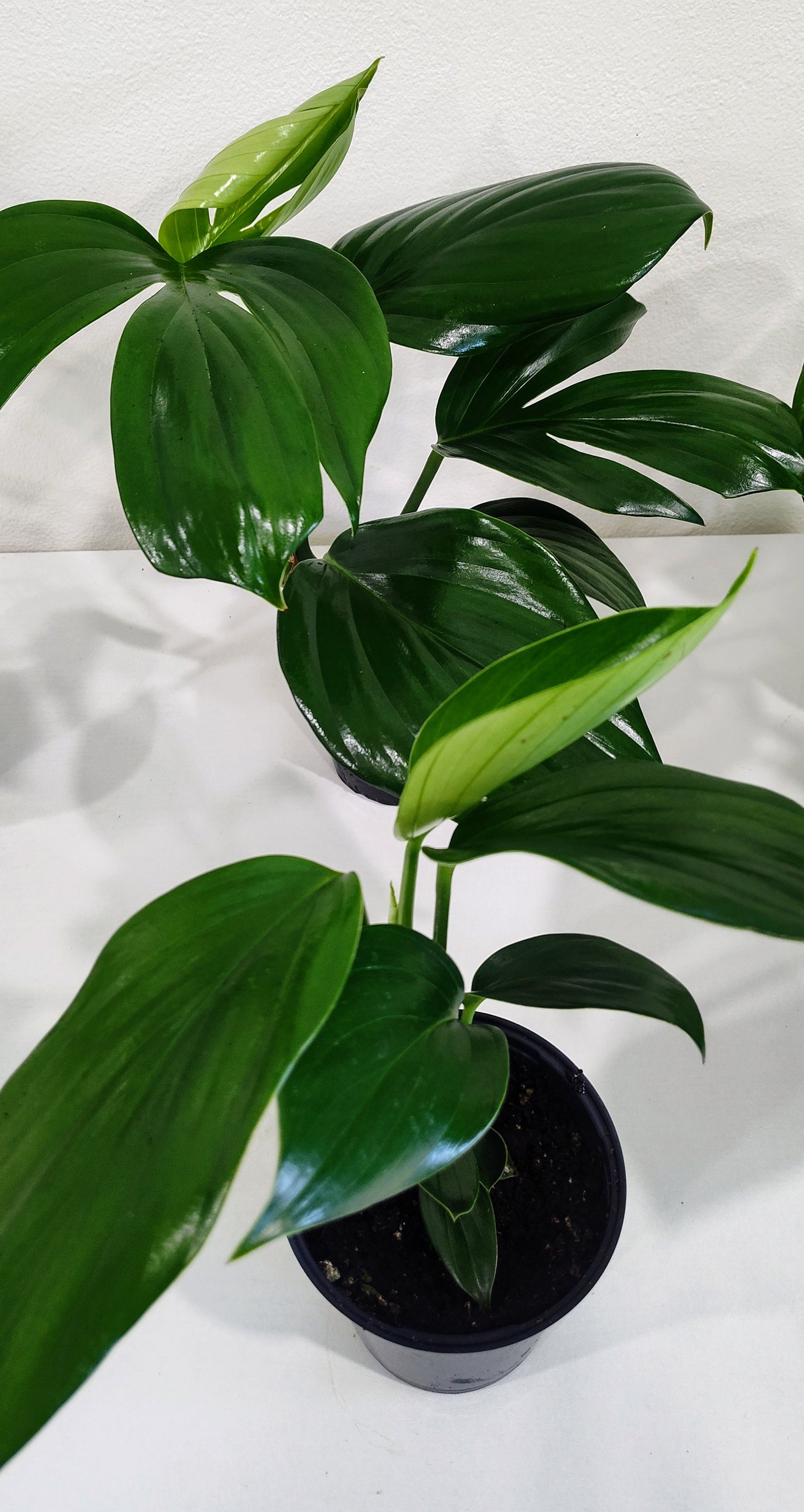 Dragon Tail Philodendron (Epipremnum pinnatum) – 4-Inch Nursery Pot – Fast-Growing Climber