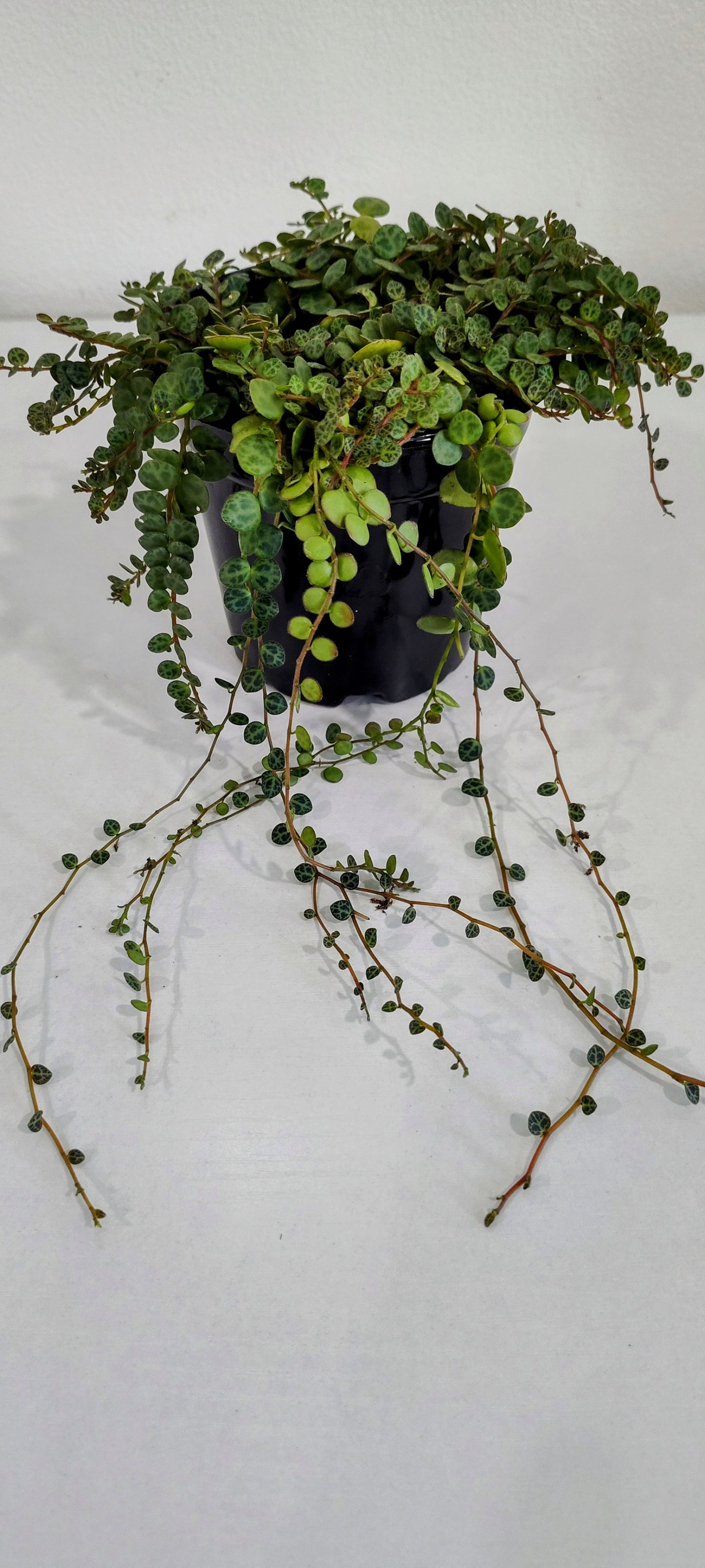 4” String of Turtles | Rare Peperomia Prostrata | Indoor Trailing Plant
