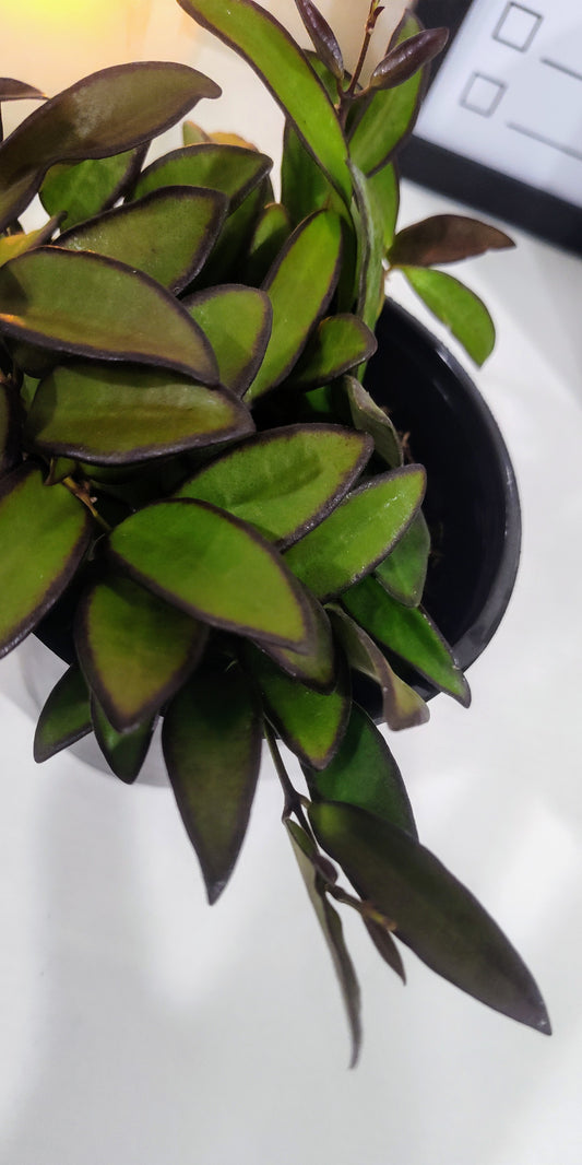 4” Hoya Rosita | Trailing Indoor Plant | Easy Care Houseplant