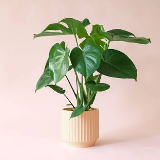 🌿 Monstera Deliciosa – 4" Nursery Pot