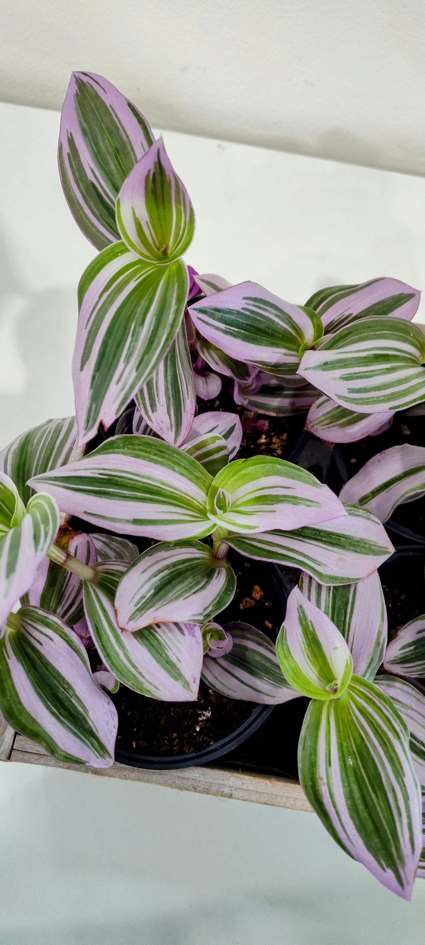 🌿 Wandering Dude – 4" Pot