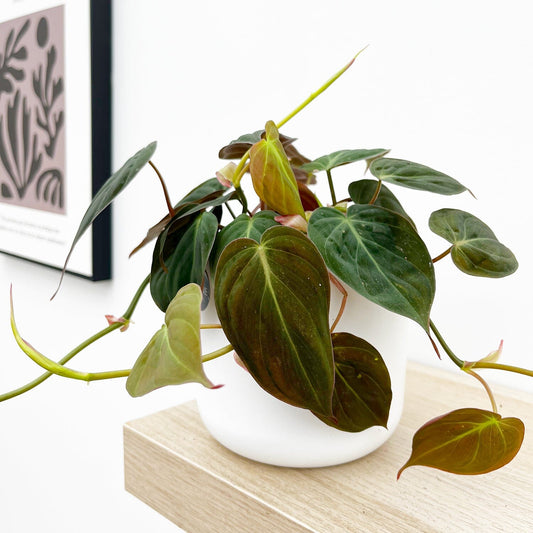 🌿 Philodendron Micans – 4" Pot
(Also known as Velvet Leaf Philodendron)