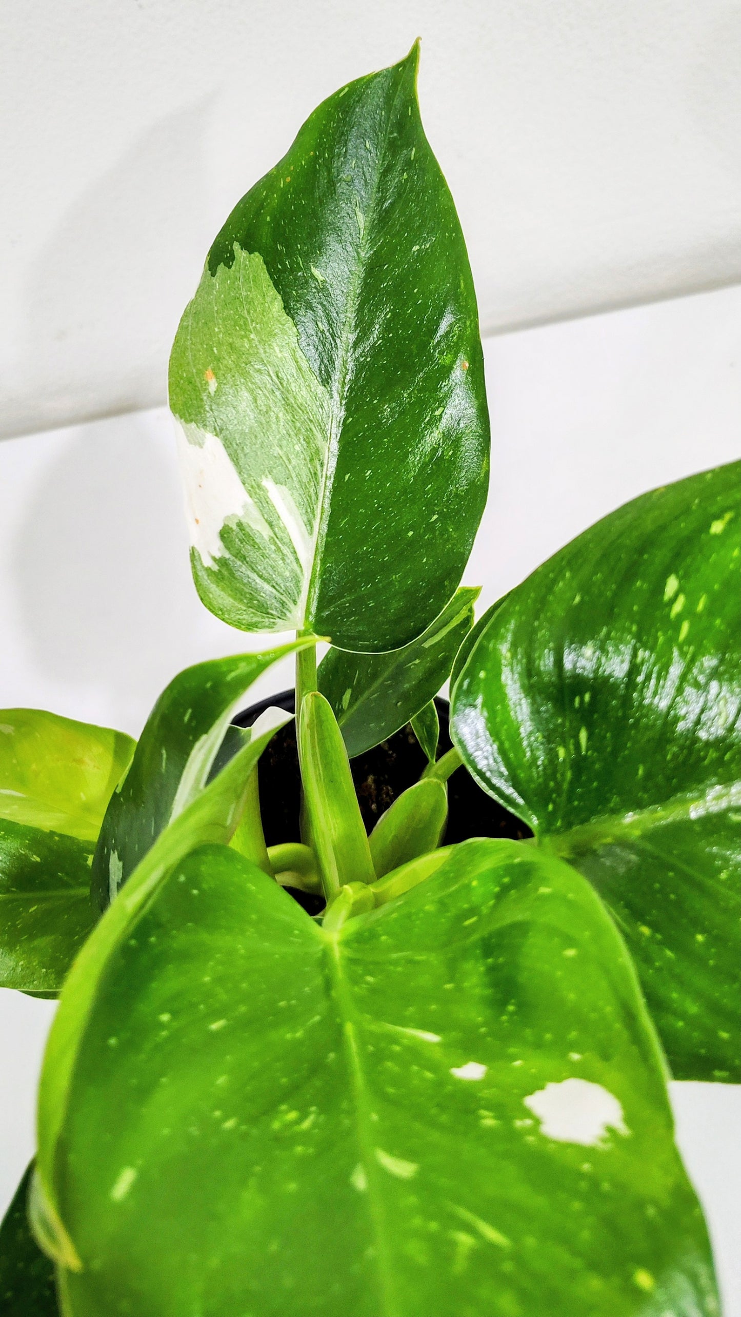 4” White Princess Philodendron | Rare Aroid | Variegated Indoor Plant
