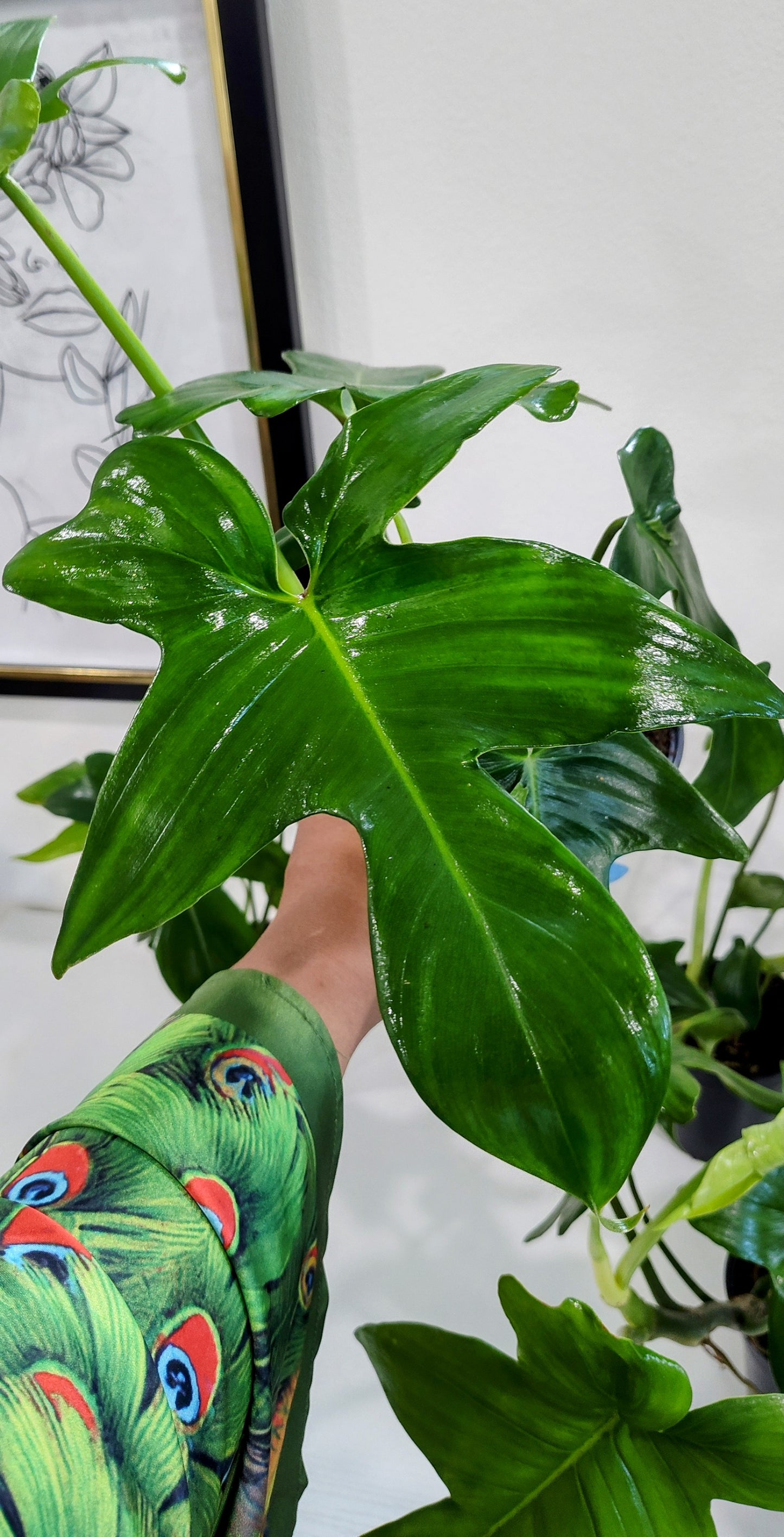 🌿 Florida Beauty Philodendron (Philodendron bipinnatifidum) – 4" Pot