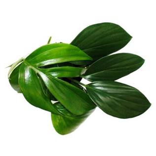 Dragon Tail Philodendron (Epipremnum pinnatum) – 4-Inch Nursery Pot – Fast-Growing Climber
