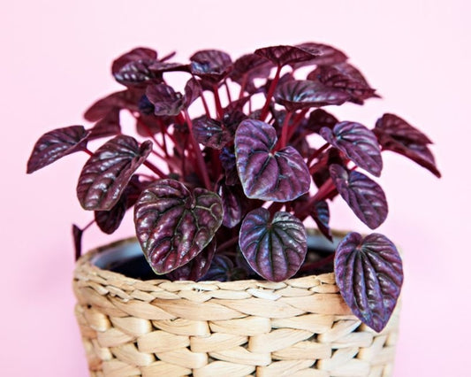 4” Radiator Plant (Peperomia) – Easy-Care, Pet-Friendly Houseplant