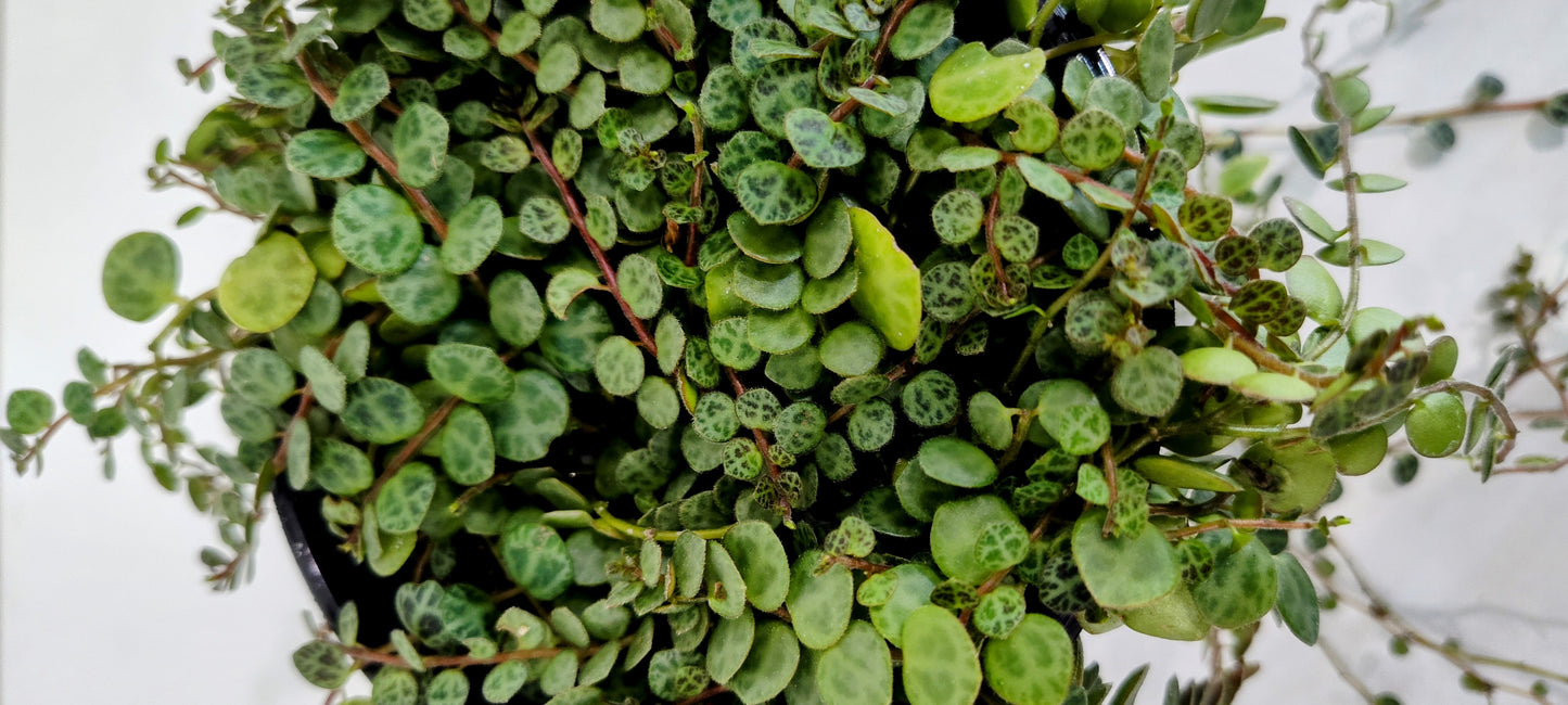 4” String of Turtles | Rare Peperomia Prostrata | Indoor Trailing Plant