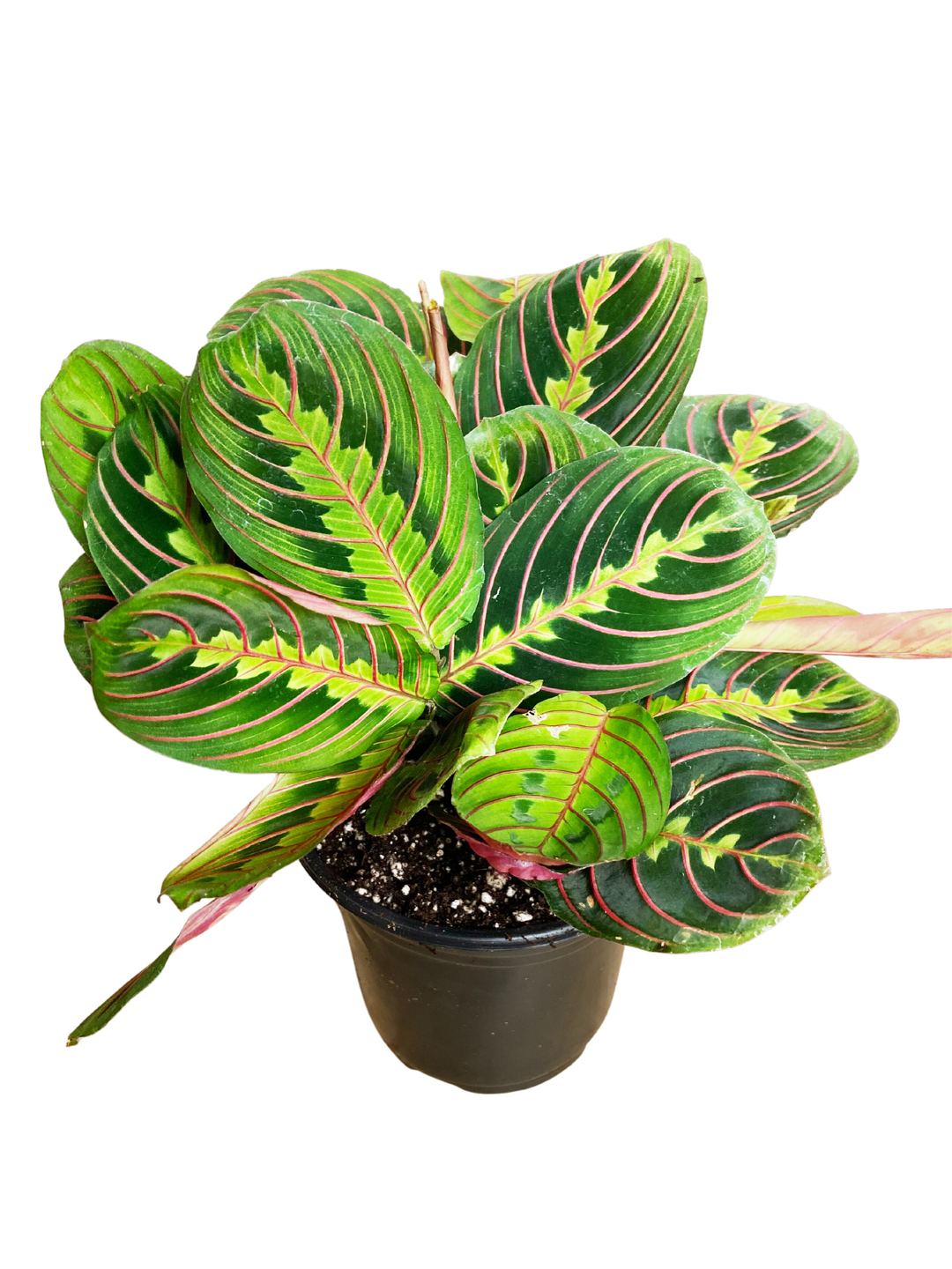 🌿 Red Prayer Plant – 4" Pot
(Also known as Maranta leuconeura ‘Erythroneura’)