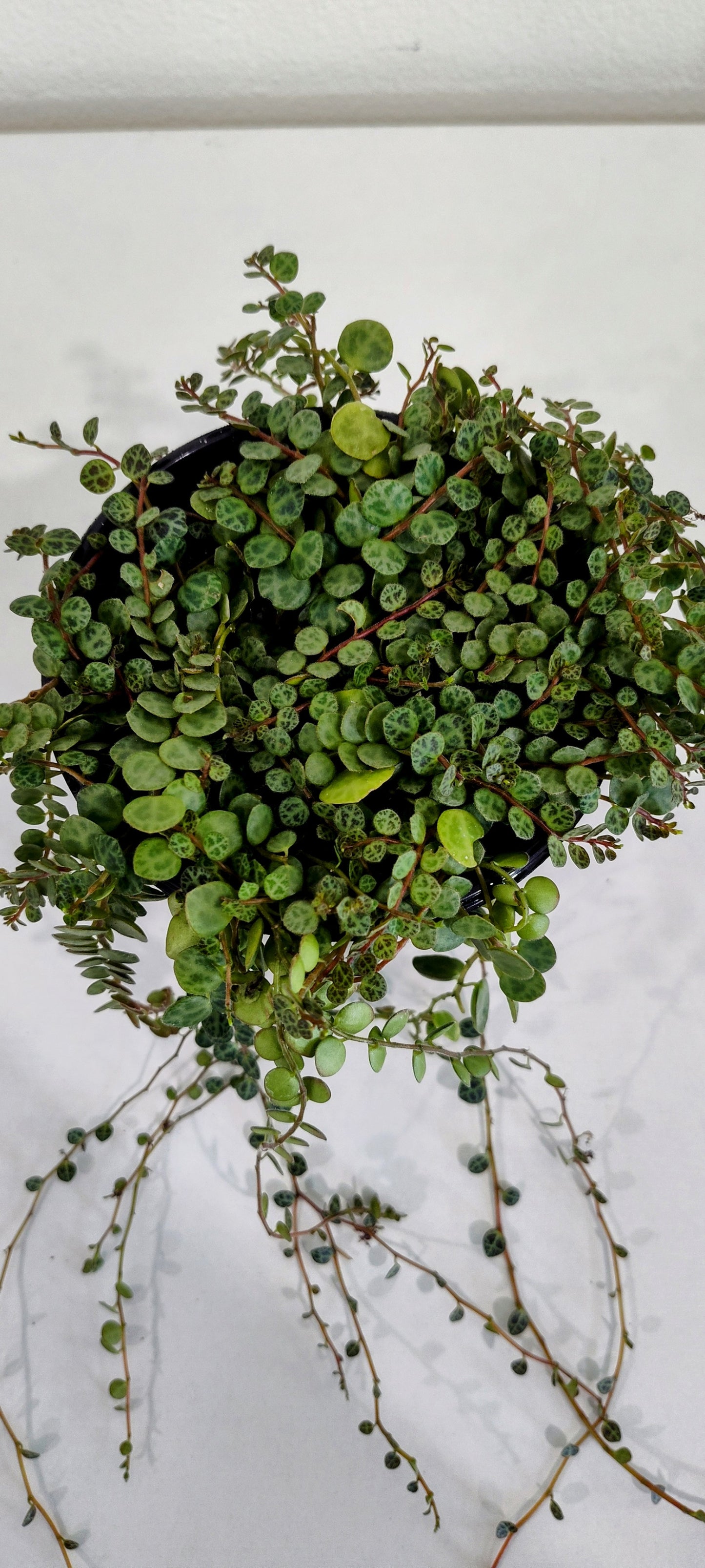 4” String of Turtles | Rare Peperomia Prostrata | Indoor Trailing Plant