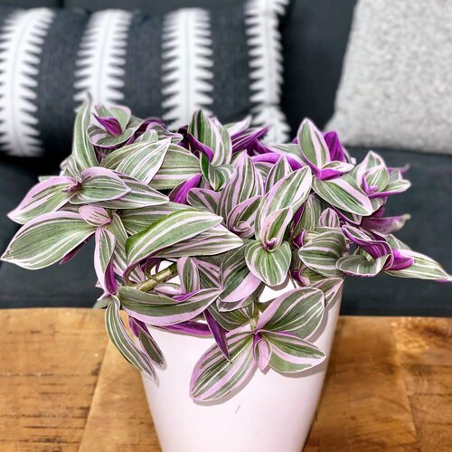🌿 Wandering Dude – 4" Pot