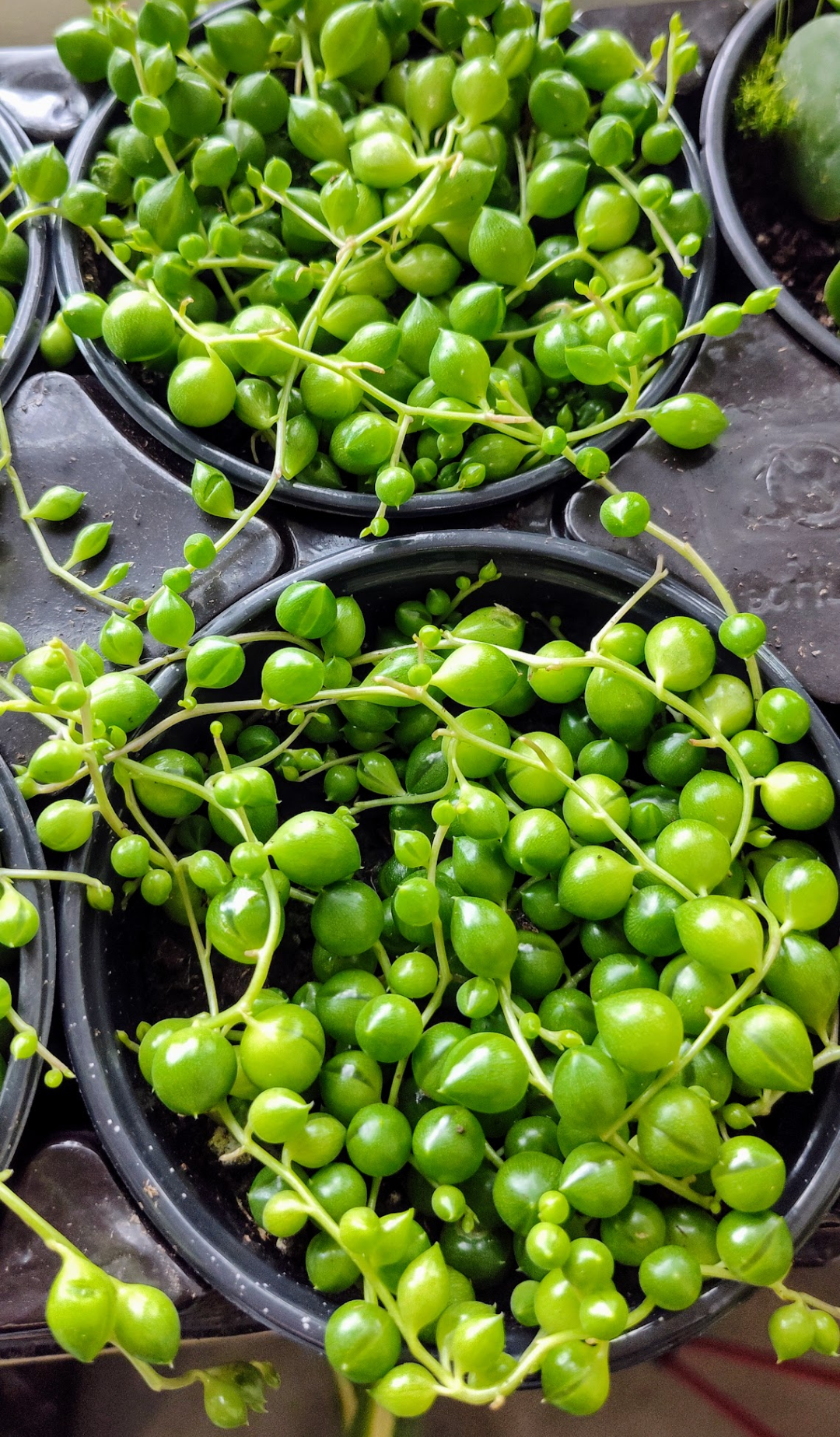 🌿 String of Pearls – 4" Pot