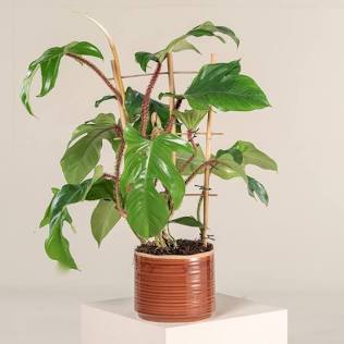 4” Philodendron Squamiferum | Hairy Philodendron | Rare Indoor Aroid