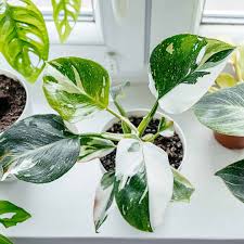 4” White Princess Philodendron | Rare Aroid | Variegated Indoor Plant