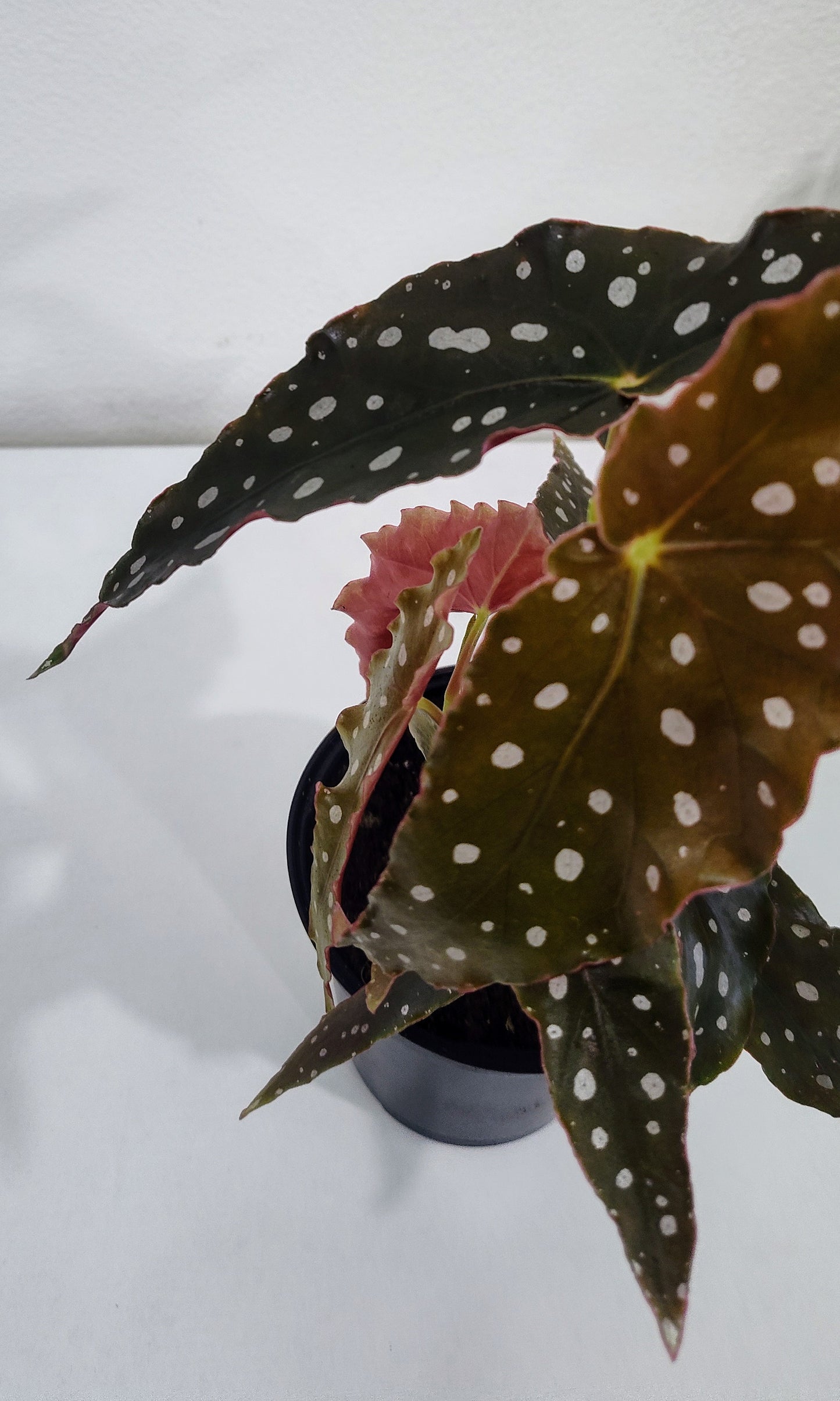 4” Angel Wing Begonia | Trailing Indoor Plant | Easy Care Houseplant