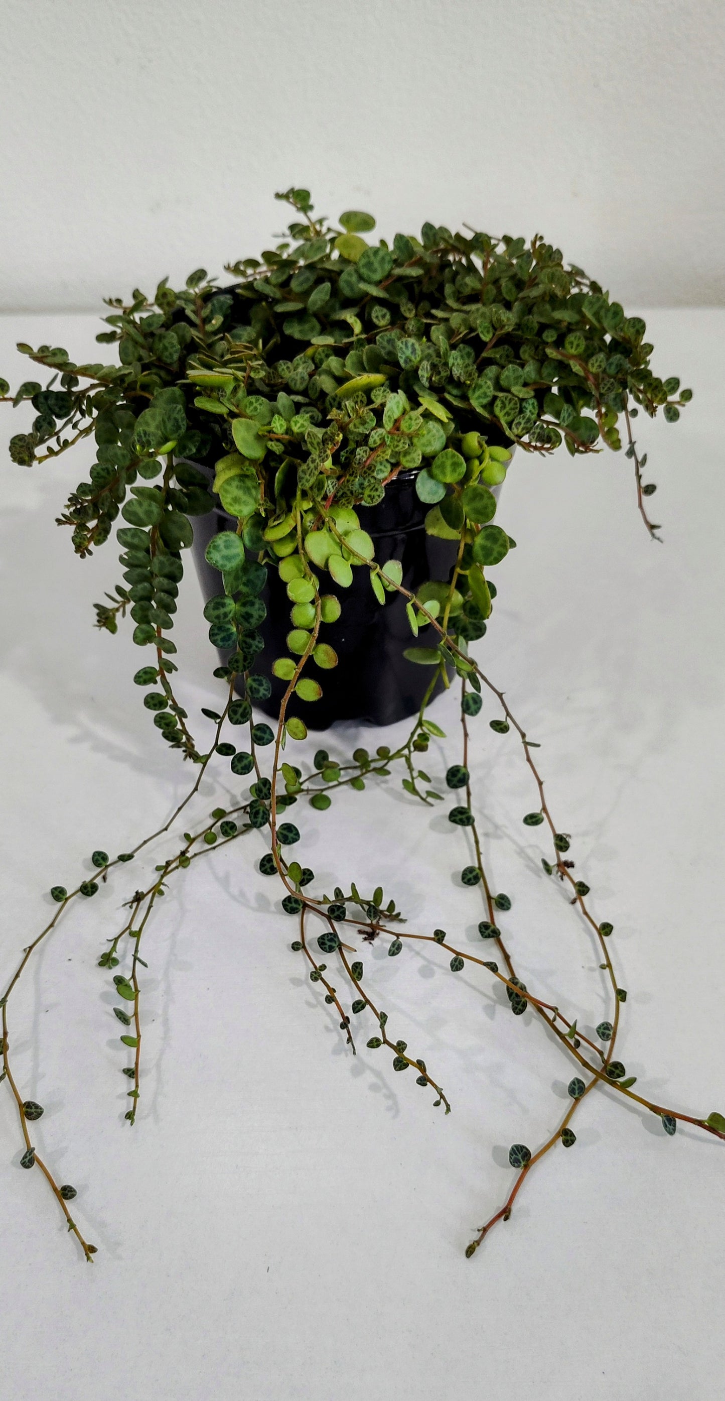 4” String of Turtles | Rare Peperomia Prostrata | Indoor Trailing Plant