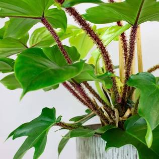 4” Philodendron Squamiferum | Hairy Philodendron | Rare Indoor Aroid