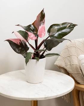 4” Pink Princess Philodendron | Rare Aroid | Variegated Indoor Plant