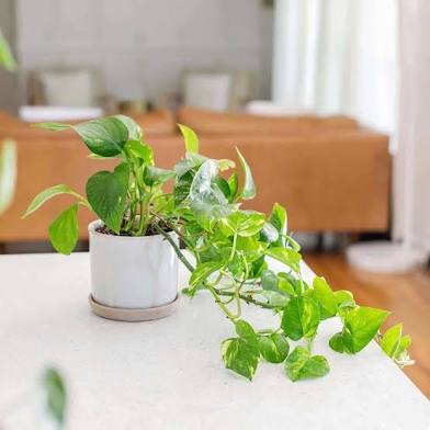 4” Golden Pothos | Easy Care Epipremnum Aureum | Indoor Trailing Plant