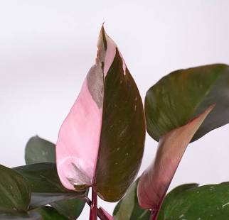 4” Pink Princess Philodendron | Rare Aroid | Variegated Indoor Plant
