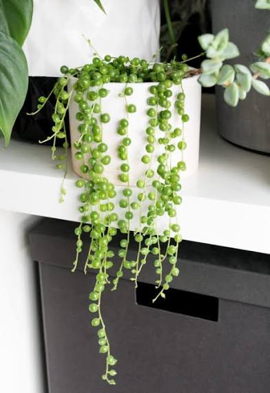 🌿 String of Pearls – 4" Pot