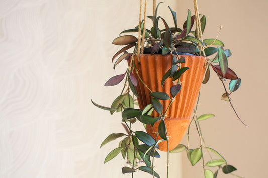 4” Hoya Rosita | Trailing Indoor Plant | Easy Care Houseplant