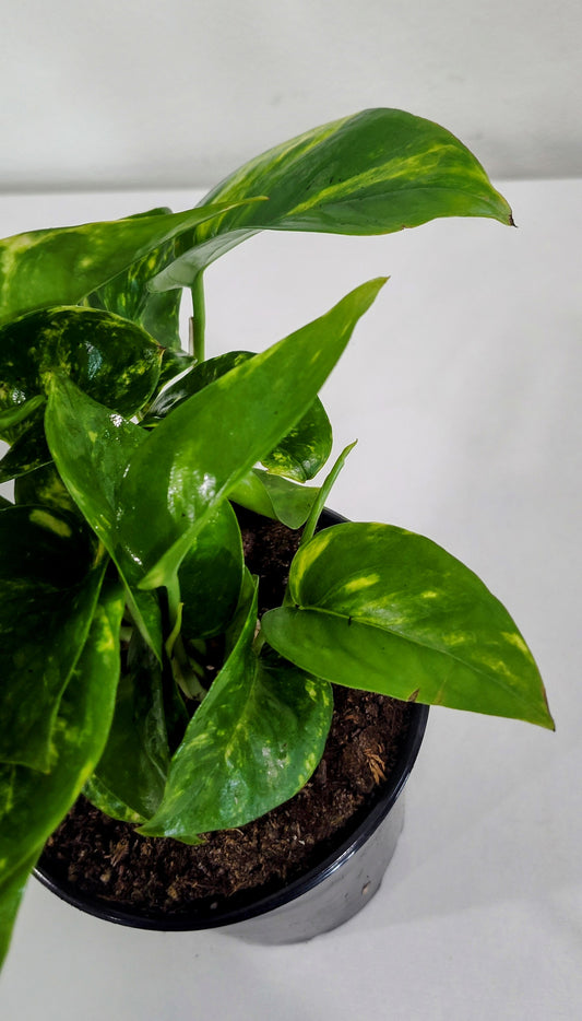 4” Golden Pothos | Easy Care Epipremnum Aureum | Indoor Trailing Plant