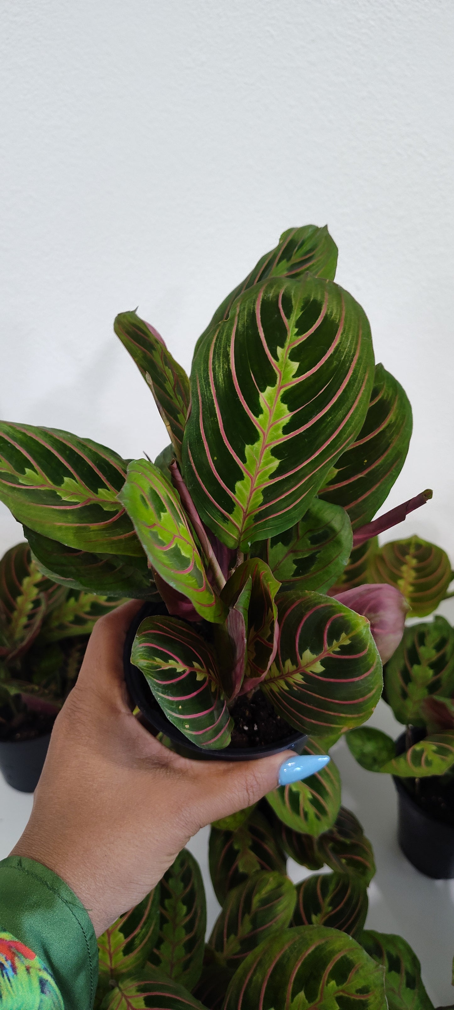 🌿 Red Prayer Plant – 4" Pot
(Also known as Maranta leuconeura ‘Erythroneura’)