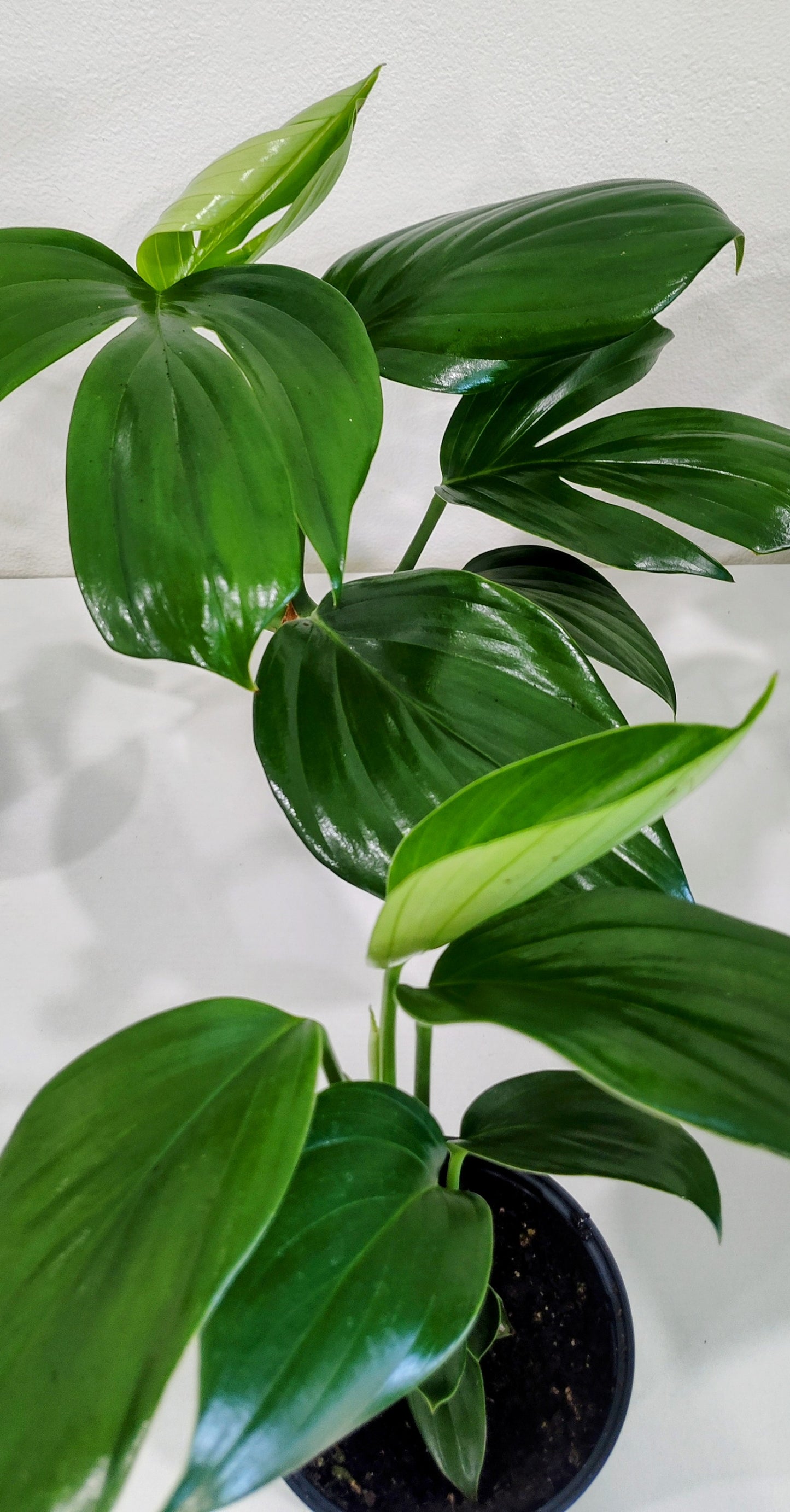 Dragon Tail Philodendron (Epipremnum pinnatum) – 4-Inch Nursery Pot – Fast-Growing Climber