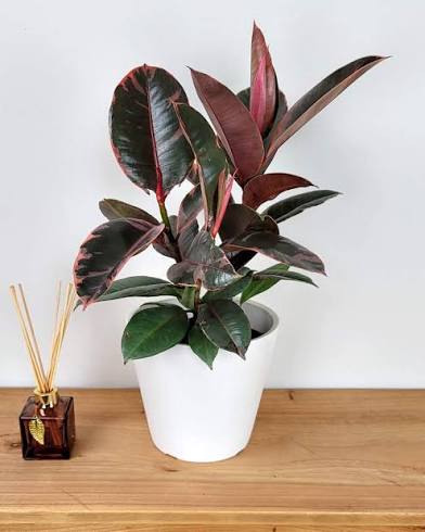 Ruby Rubber Plant (Ficus elastica ‘Ruby’) – 4" Pot