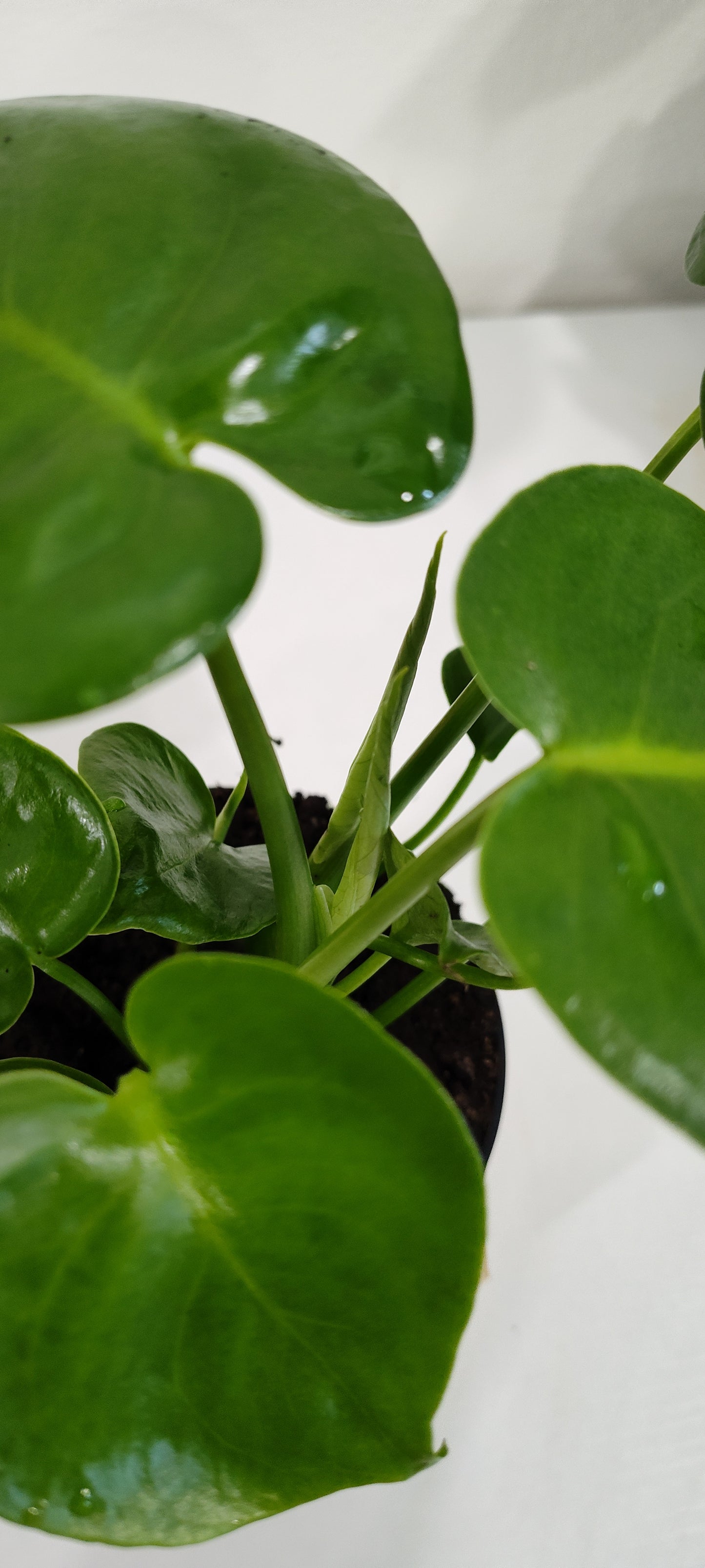 🌿 Monstera Deliciosa – 4" Nursery Pot