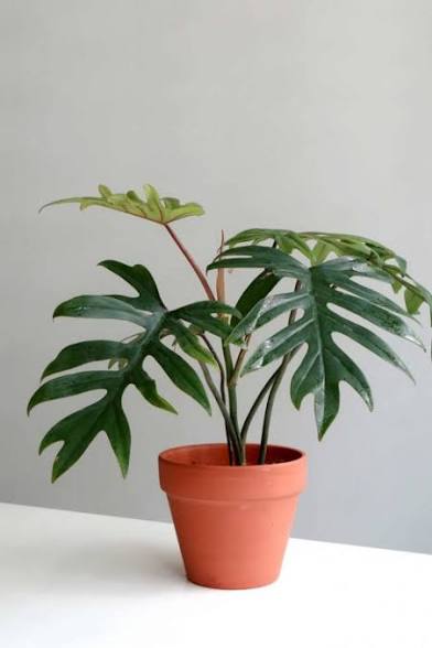 4” Philodendron Mayoi | Rare Aroid | Easy-Care Indoor Plant