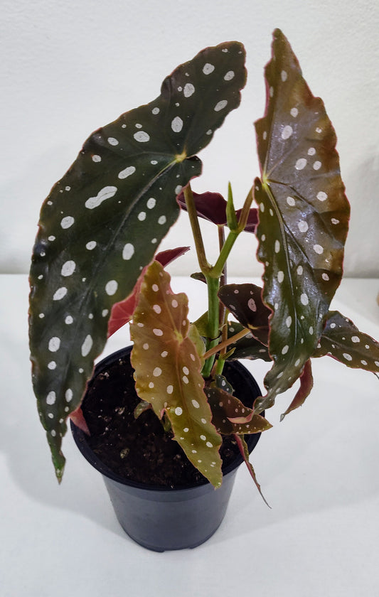 4” Angel Wing Begonia | Trailing Indoor Plant | Easy Care Houseplant