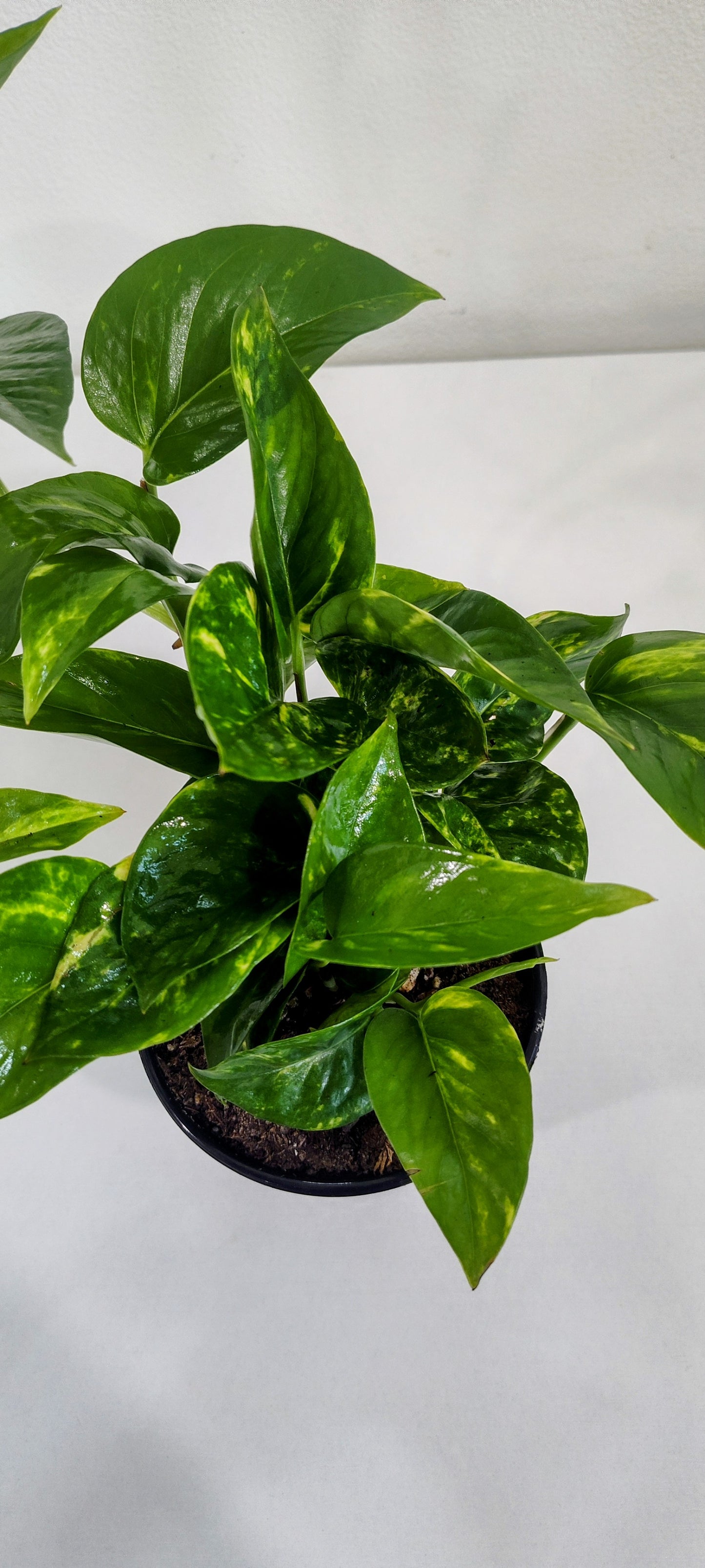 4” Golden Pothos | Easy Care Epipremnum Aureum | Indoor Trailing Plant